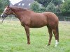 broodmare Wisby (Trakehner, 2002, from Münchhausen)