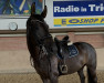 dressage horse Dark Devil 25 (Hanoverian, 2014, from Don Index)