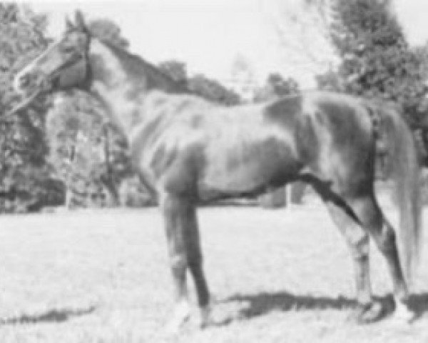 stallion Azari ox (Arabian thoroughbred, 1973, from Fari II ox)