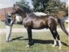 stallion Fari II ox (Arabian thoroughbred, 1965, from Blue Domino ox)