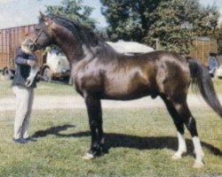 stallion Fari II ox (Arabian thoroughbred, 1965, from Blue Domino ox)