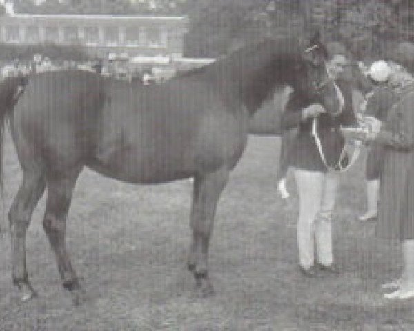 broodmare Azara ox (Arabian thoroughbred, 1966, from Manto ox)