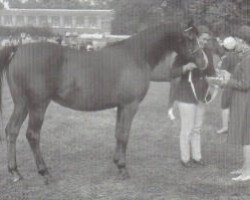 broodmare Azara ox (Arabian thoroughbred, 1966, from Manto ox)