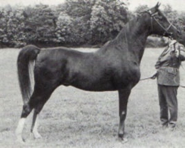 stallion Manto ox (Arabian thoroughbred, 1956, from Blue Domino ox)