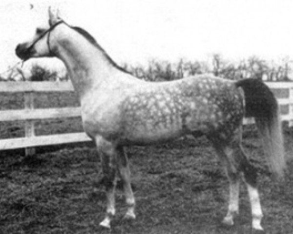 Deckhengst Royal Diamond ox (Vollblutaraber, 1948, von Oran 1940 ox)