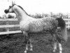 stallion Royal Diamond ox (Arabian thoroughbred, 1948, from Oran 1940 ox)