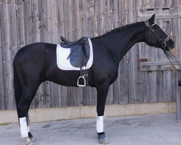 dressage horse Dark Flummy (Oldenburg, 2017, from Don Olymbrio)