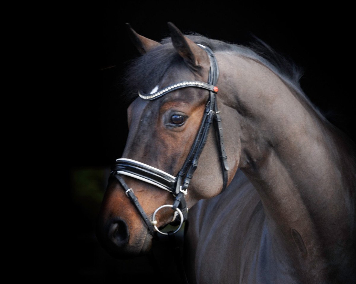 dressage horse Qu'Importe (Oldenburg, 2015, from Quantensprung 3)