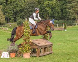 jumper Manolo's Massimo (New Forest Pony, 2015, from Manolo)