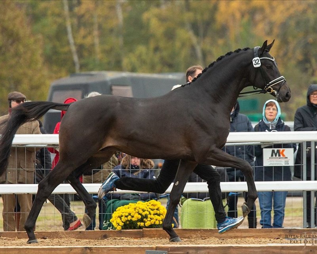 Geländepferd Kronberg (Trakehner, 2017, von Schwarzgold)