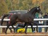 stallion Kronberg (Trakehner, 2017, from Schwarzgold)