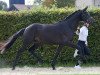 dressage horse Kairouan (Trakehner, 2021, from Schwarzgold)