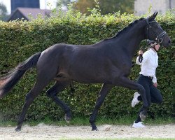 dressage horse Kairouan (Trakehner, 2021, from Schwarzgold)