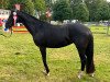 broodmare Frieda Gold (Hanoverian, 2019, from For Romance I)