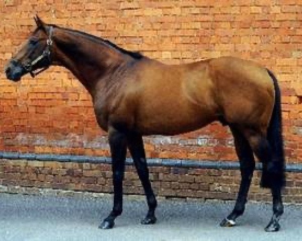stallion Sulamani xx (Thoroughbred, 1999, from Hernando xx)