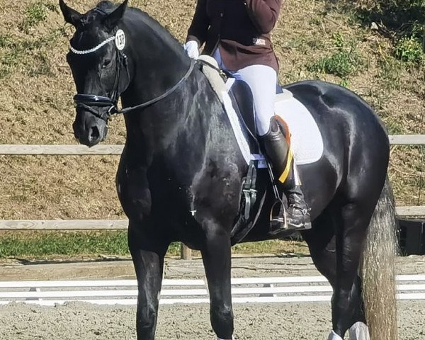 dressage horse I'm Special ES (Westphalian, 2019, from Asgard's Ibiza)