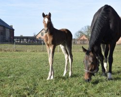 Springpferd Contara (Mecklenburger, 2022, von Conthargos)