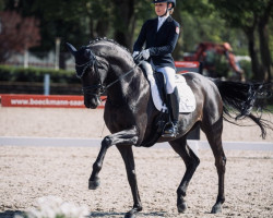 dressage horse Stanley Von Nymphenburg (Hanoverian, 2012, from Spörcken)