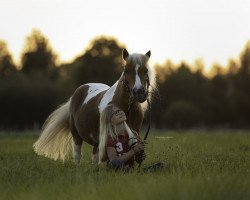 horse Blümchen (Shetland pony (under 87 cm), 2007)