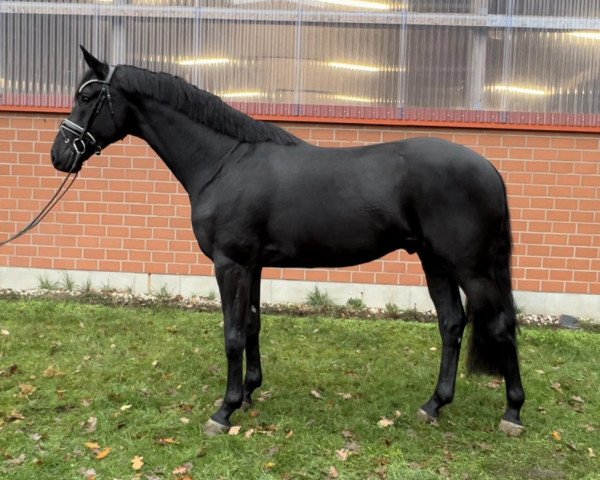dressage horse Filando (Oldenburg, 2020, from Fürstenball)