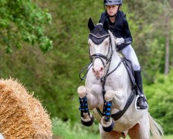 dressage horse Der Kleine Eisbär (German Riding Pony, 2010, from Danny Gold)