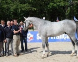 stallion Virtuose de L'Etre (Selle Français, 2009, from Crusador Tn)