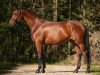 Dressurpferd Handero F (Trakehner, 2016, von Octavian)