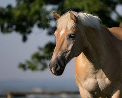 Pferd Snickers (Haflinger, 2007, von Sturm)