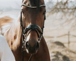 dressage horse Despina 39 (Hanoverian, 2006, from Don Roncalli)