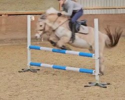 dressage horse Dina 324 (Fjord Horse, 2007, from Drange Rolv)