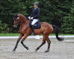 jumper Showtime 89 (German Sport Horse, 2017, from Schwarzgold)