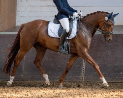 dressage horse Fräulein Freytag (Westphalian, 2013, from Franziskus FRH)