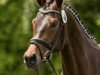 broodmare Nachtsonne (Trakehner, 2013, from Interconti)