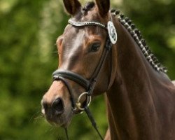 Dressurpferd Nachtsonne (Trakehner, 2013, von Interconti)