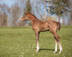 Springpferd Campillo Palmera T (Holsteiner, 2023, von Cancara)