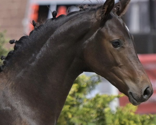 jumper Cyrion (German Sport Horse, 2023, from Corrinaro)