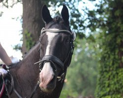 jumper Dark Bernie (Hanoverian, 2005)