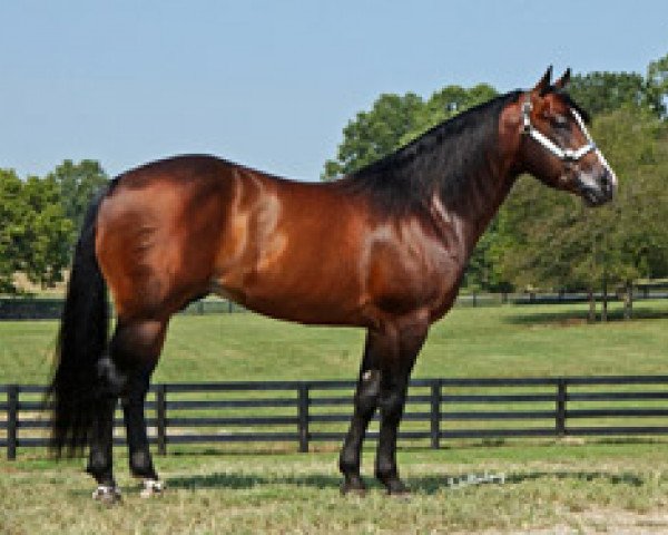 stallion Nu Tivio Chex (Quarter Horse, 1998, from Nu Chex To Cash)