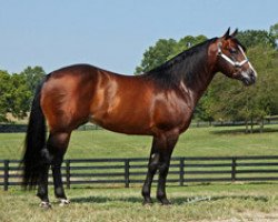 Deckhengst Nu Tivio Chex (Quarter Horse, 1998, von Nu Chex To Cash)