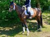 dressage horse Goldbär SH (Holsteiner, 2019, from Goldball)