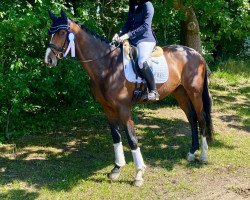 dressage horse Goldbär SH (Holsteiner, 2019, from Goldball)