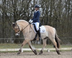 horse Hjorthøj's Quint (Fjord Horse, 2010, from Laust Halsnæs)