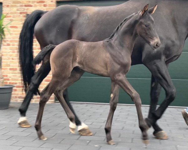 Dressurpferd Baroness Bernay (Hannoveraner, 2021, von Bernay)