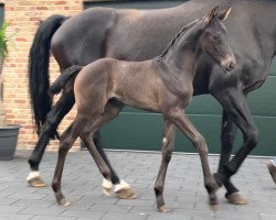 dressage horse Baroness Bernay (Hanoverian, 2021, from Bernay)