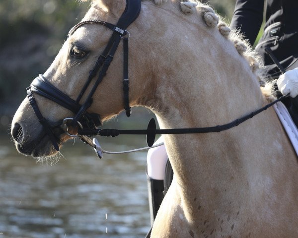 dressage horse Arts - Habil (German Riding Pony, 2010, from Hemingway B)