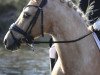 dressage horse Arts - Habil (German Riding Pony, 2010, from Hemingway B)