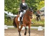 dressage horse Valpiana (Trakehner, 2014, from Oliver Twist)