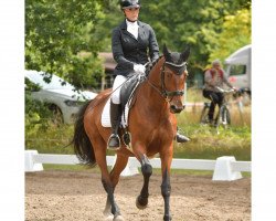 dressage horse Valpiana (Trakehner, 2014, from Oliver Twist)