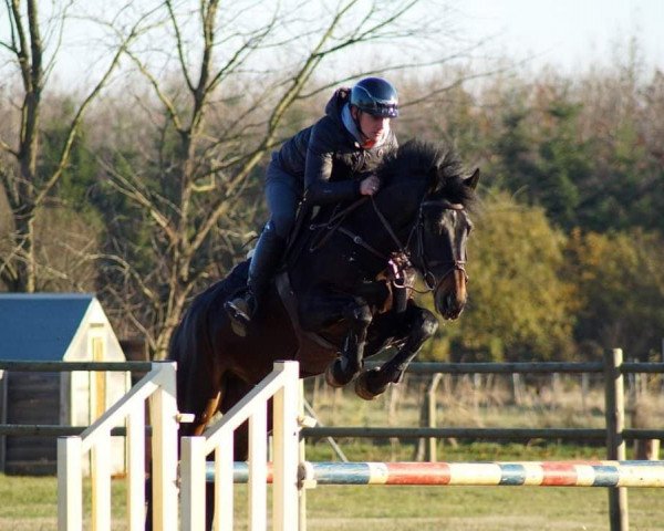 jumper Siraxta Montoya (Irish Sport Horse, 2013, from Montender)