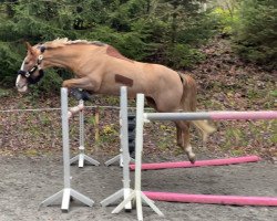 Zuchtstute Siraxta Forlan (Irish Sport Horse, 2015, von For Pleasure)